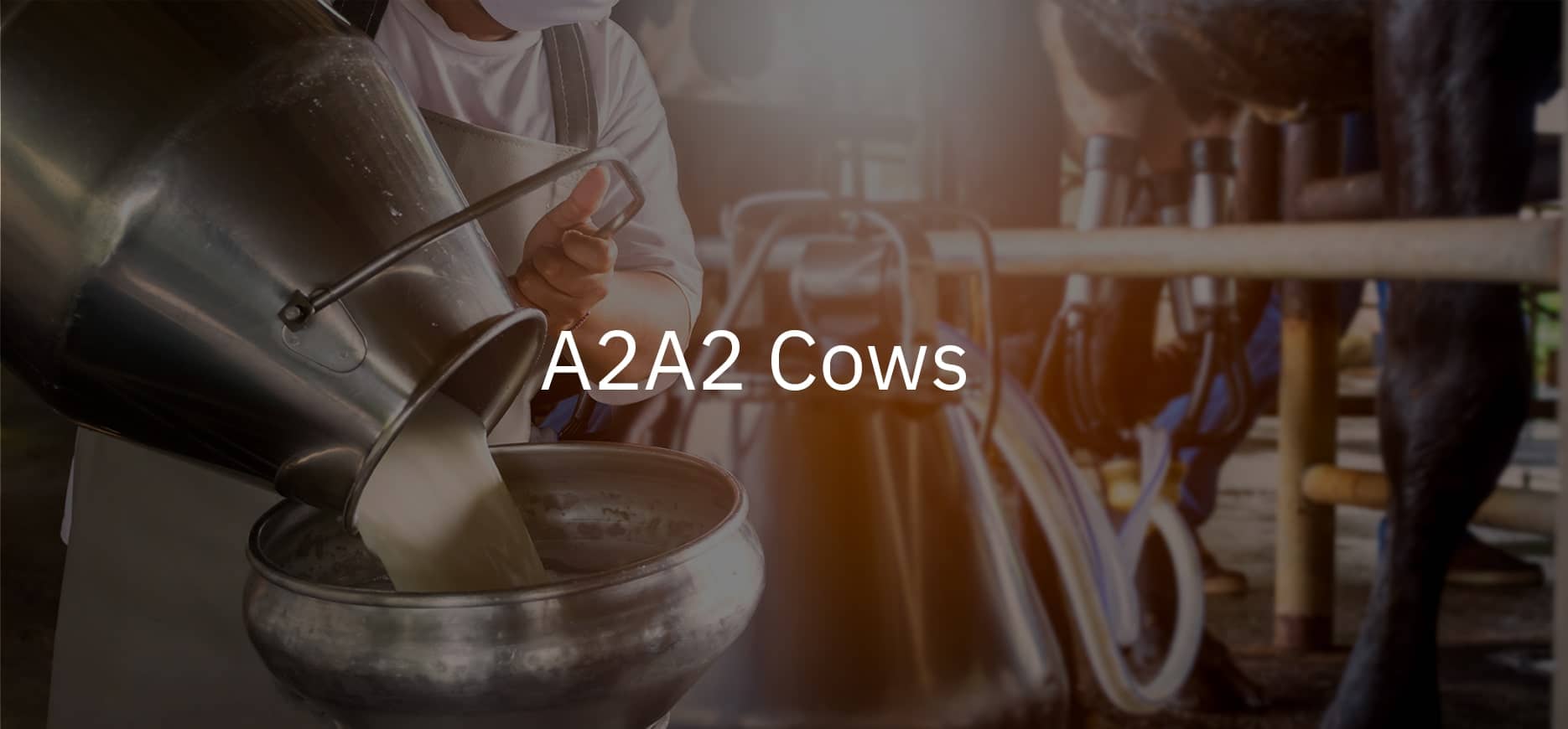 a2a2 cows min